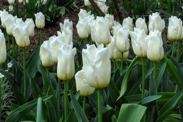 EWG 1.5.14. Tulip Diana at Easton Walled Gardens