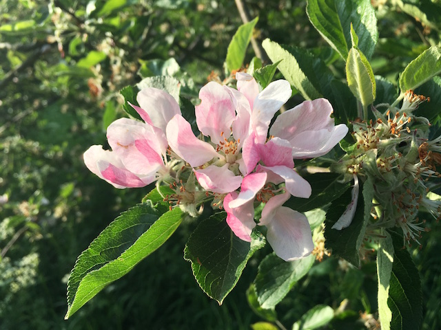 IMG_1253 apple blossom 640