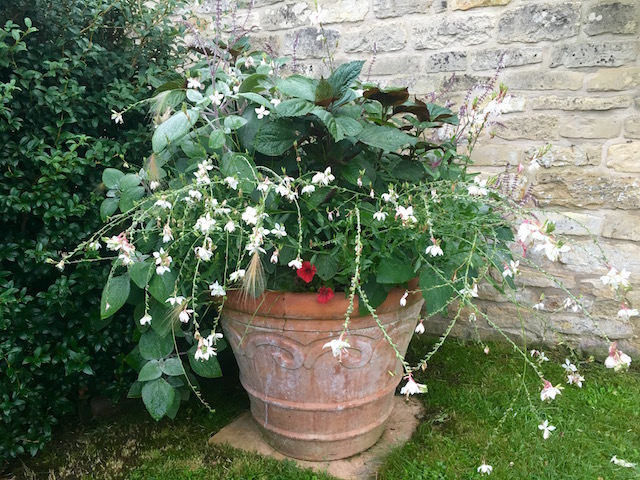  easton walled gardens autumn-pot-container-gaura-plectranthus-resized