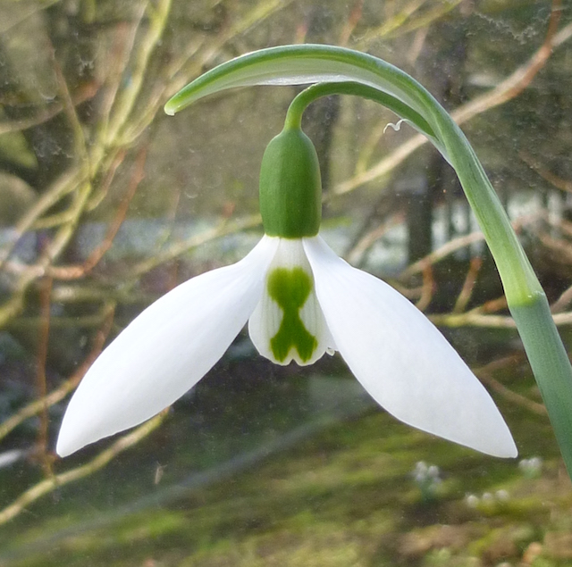 galanthus-freds-giant-at-easton-walled-gardens