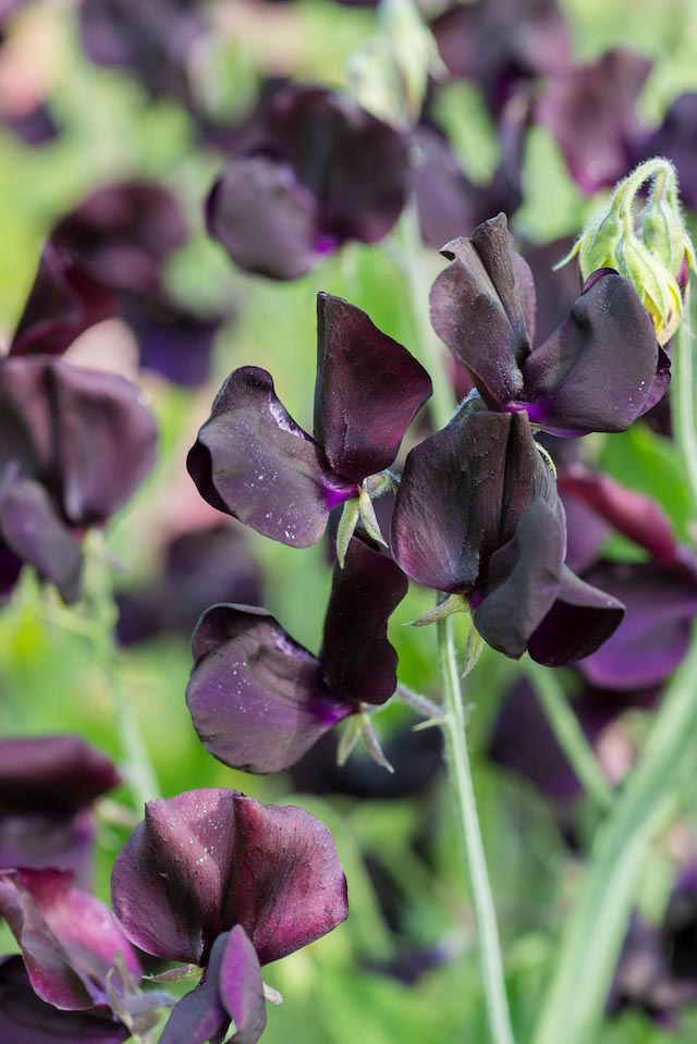 Lathyrus 'Almost Black', heritage sweet pea, climbing annual, flowering from June in the Pickery at Easton Walled Gardens. Photo credit: Nicola Stocken