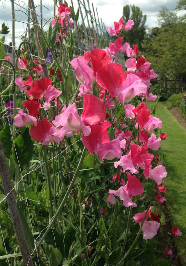 Close up of Duo Salmon Sweet Pea in the pickery at Easton Walled Gardens