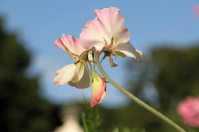The delicious Mollie Rilstone sweet pea flowering in the pickery at Easton Walled Gardens