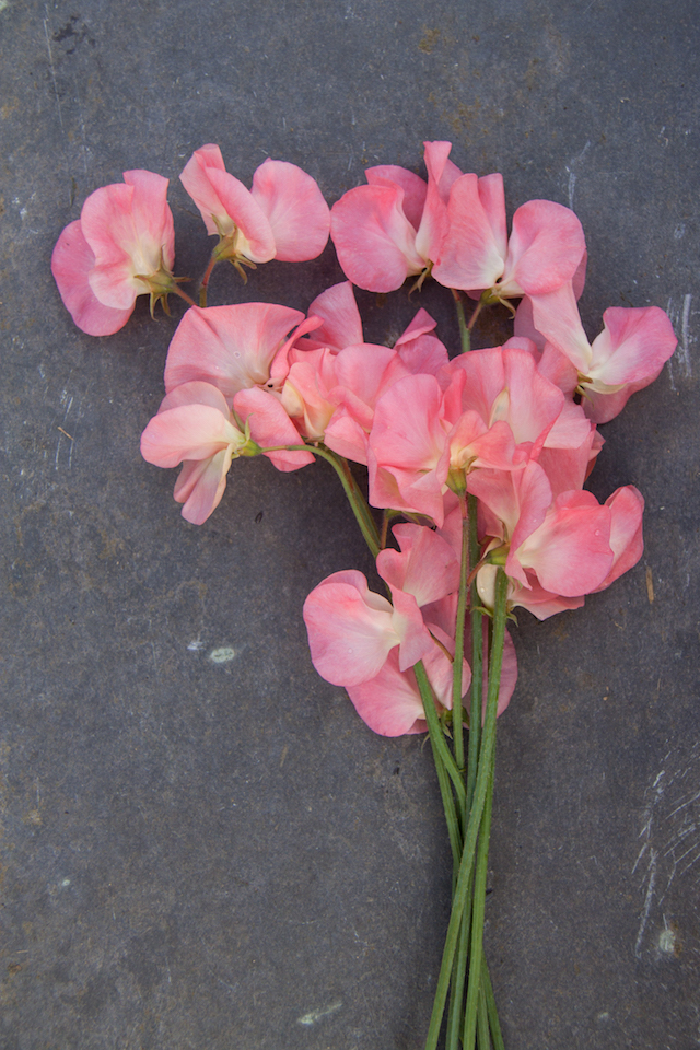 A pretty sweet pea for cutting and combining with other colours: Sweet Pea Watermelon at Easton Walled Gardens