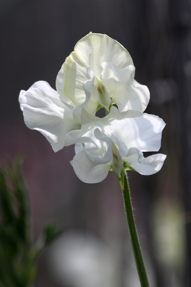 Definitely a contender for weddin bouquets: Sweet Pea White Frills