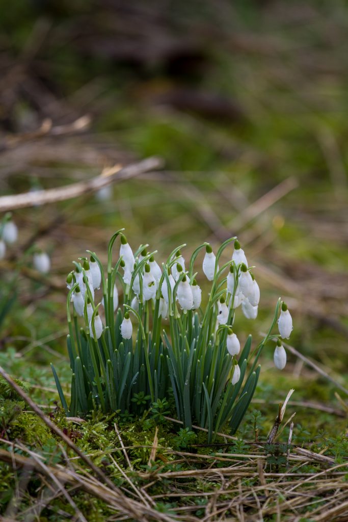  The common snowdrop Galanthus nivalis is the best snowdrop for naturalising in drifts